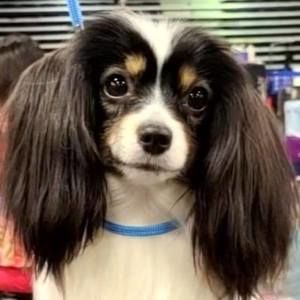 Meet your Posher, Abby